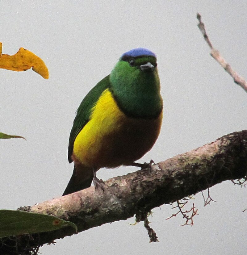 Chestnut-breasted Chlorophonia (Chlorophonia pyrrhophrys) photo