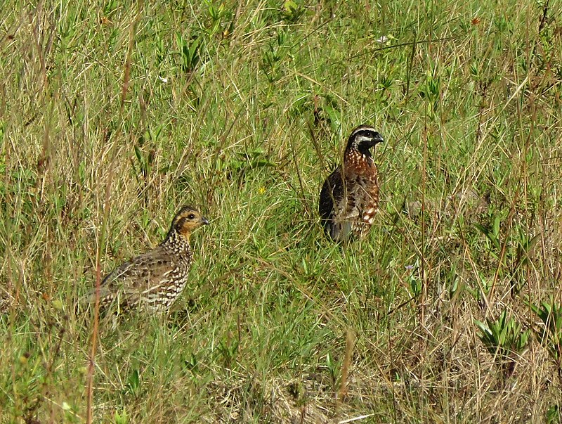Black-throated Bobwhite (Colinus nigrogularis) photo
