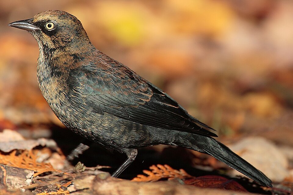 Rusty Blackbird (Euphagus carolinus)