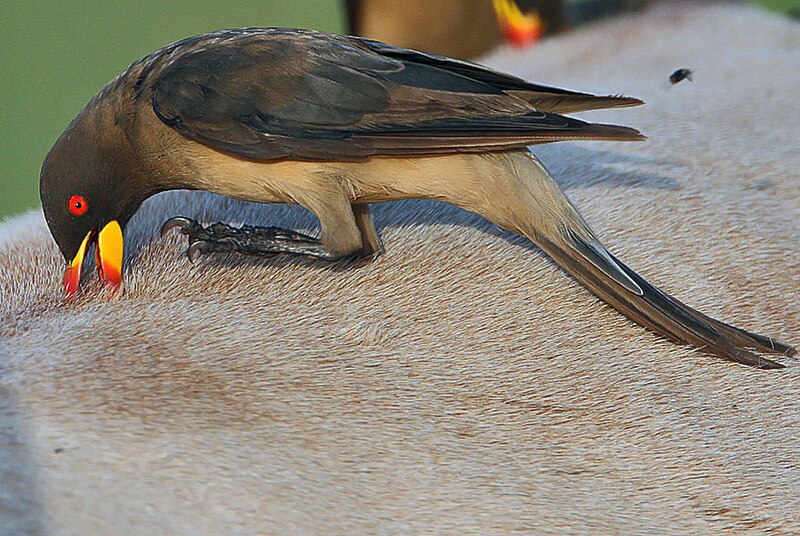 Yellow-billed Oxpecker (Buphagus africanus) photo