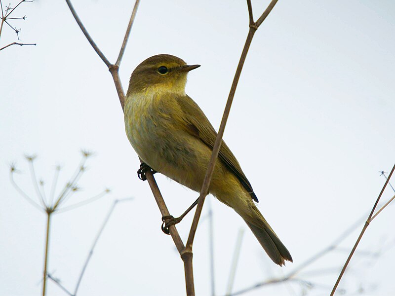 Iberian Chiffchaff (Phylloscopus ibericus) photo