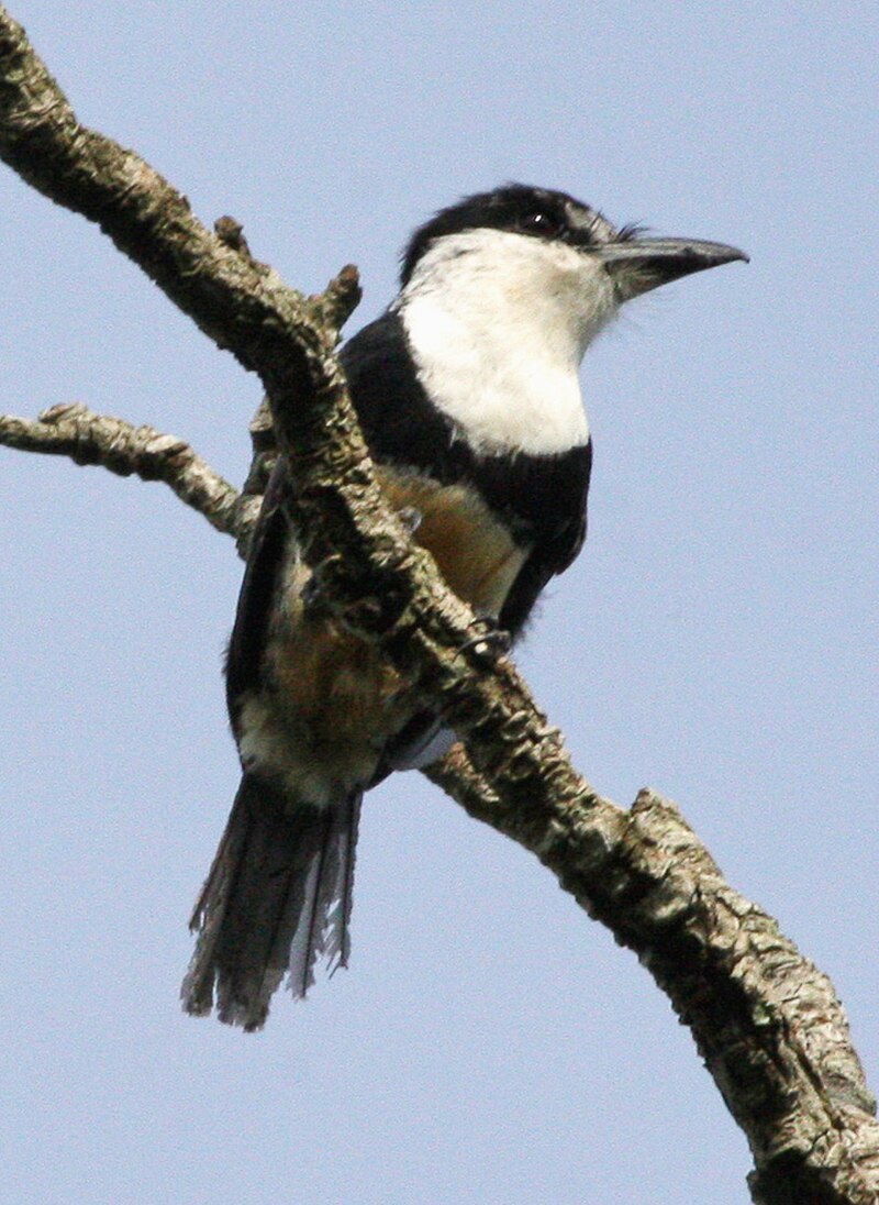 Buff-bellied Puffbird (Notharchus swainsoni) photo