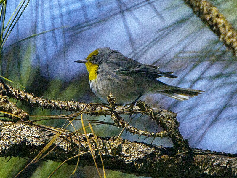 Olive-capped Warbler (Setophaga pityophila) photo
