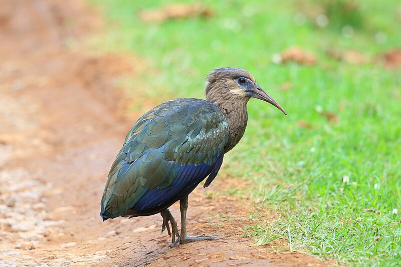Olive Ibis (Bostrychia olivacea) photo