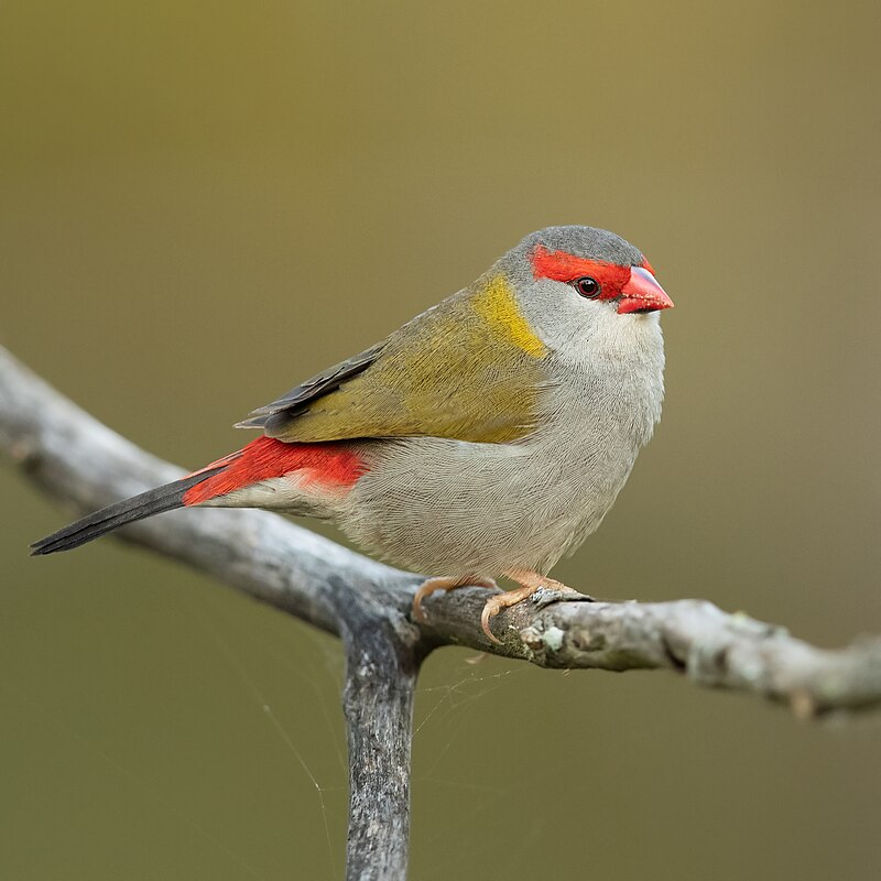 Red-browed Firetail (Neochmia temporalis) photo