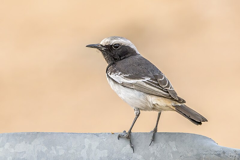 Red-rumped Wheatear (Oenanthe moesta) photo