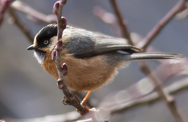 Black-browed Tit (Aegithalos iouschistos) photo