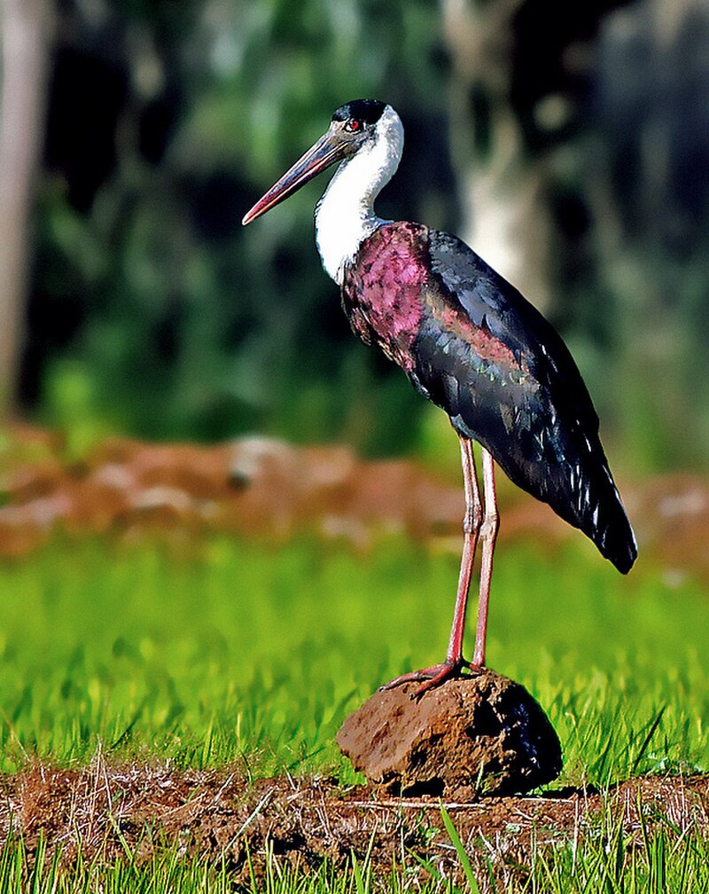 Asian Woolly-necked Stork (Ciconia episcopus) photo