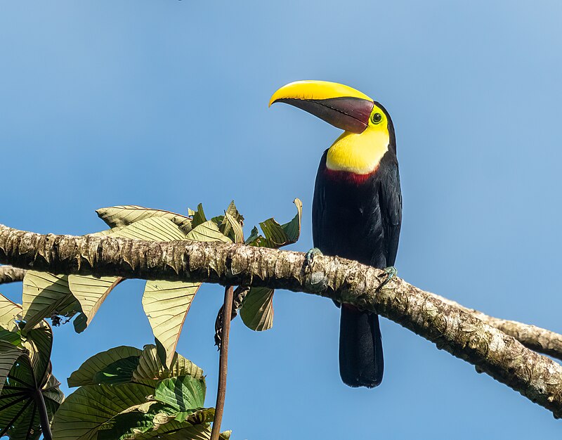 Yellow-throated Toucan (Ramphastos ambiguus) photo