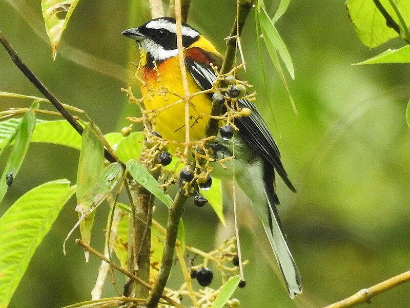 Hispaniolan Spindalis (Spindalis dominicensis) photo