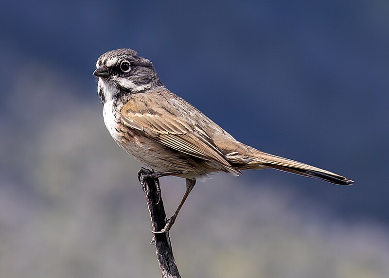 Bell's Sparrow (Artemisiospiza belli) photo