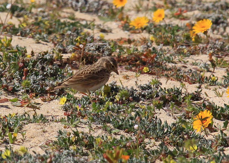 Mediterranean Short-toed Lark (Alaudala rufescens) photo