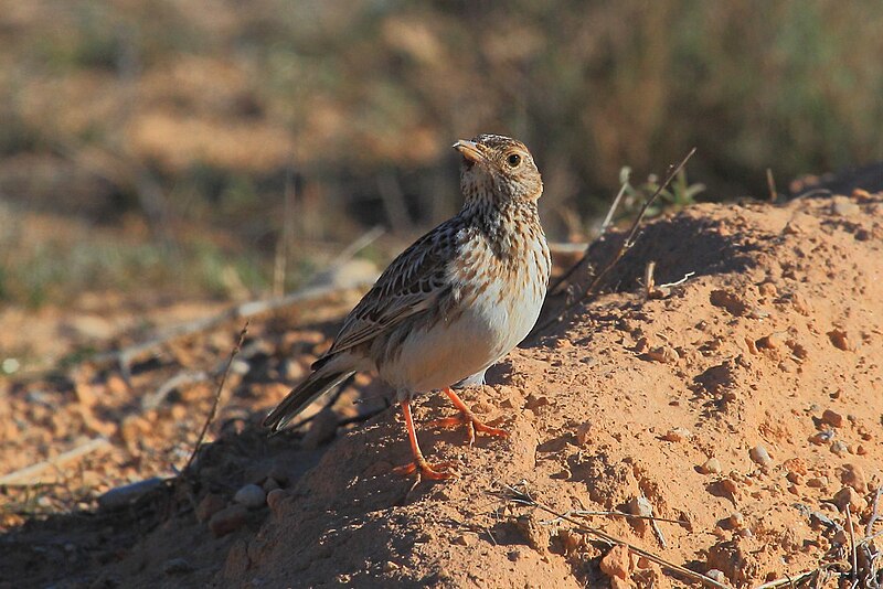 Dupont's Lark (Chersophilus duponti) photo