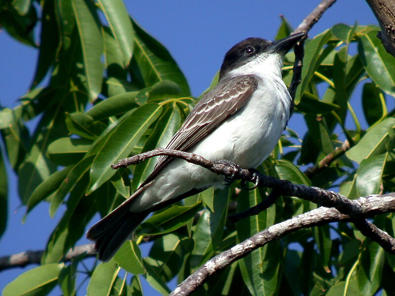 Giant Kingbird (Tyrannus cubensis) photo