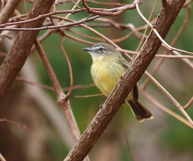 Pale-tipped Tyrannulet (Inezia caudata) photo