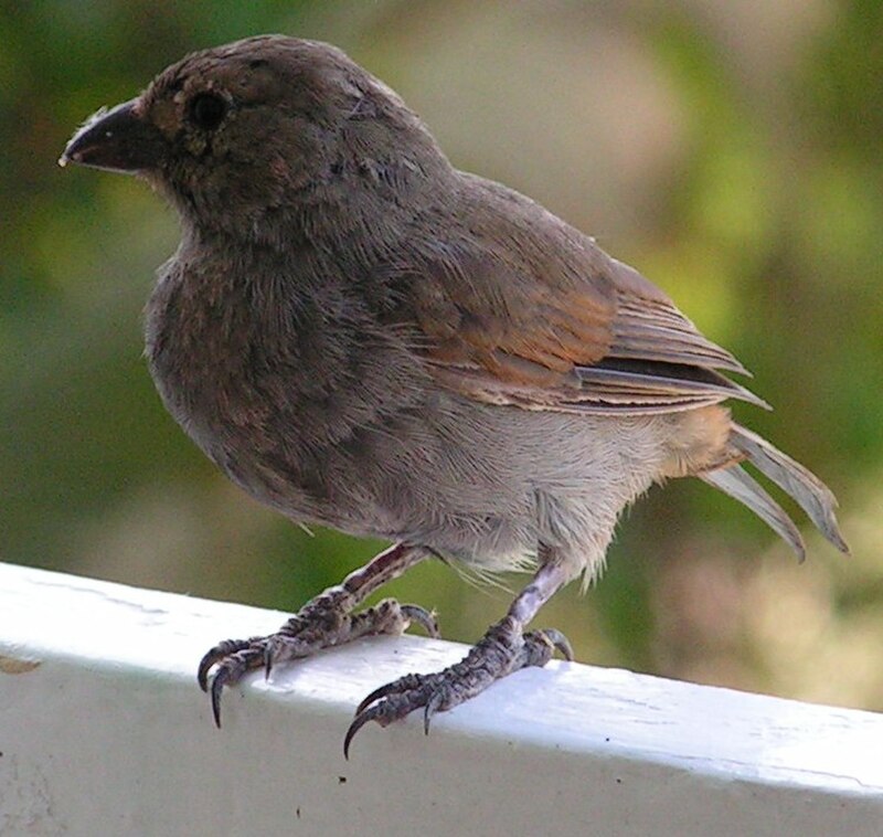 Barbados Bullfinch (Loxigilla barbadensis) photo