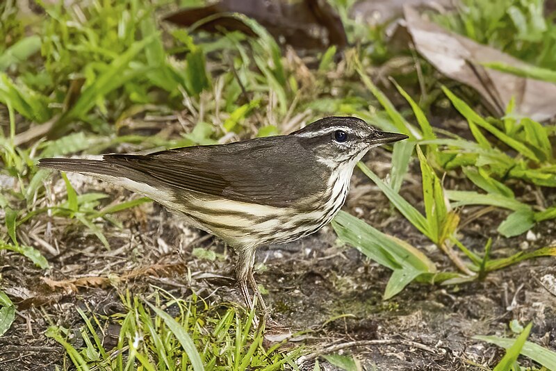 Louisiana Waterthrush (Parkesia motacilla) photo