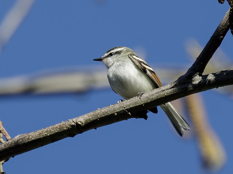 Rufous-winged Tyrannulet (Mecocerculus calopterus) photo