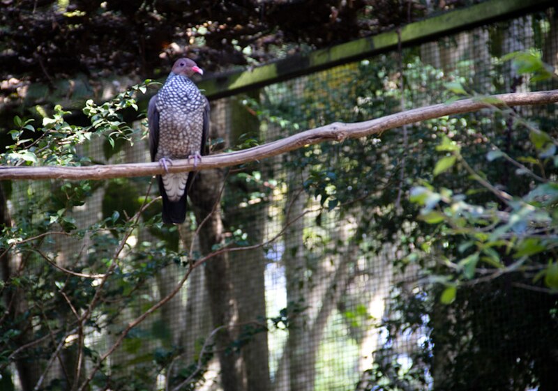 Scaled Pigeon (Patagioenas speciosa) photo