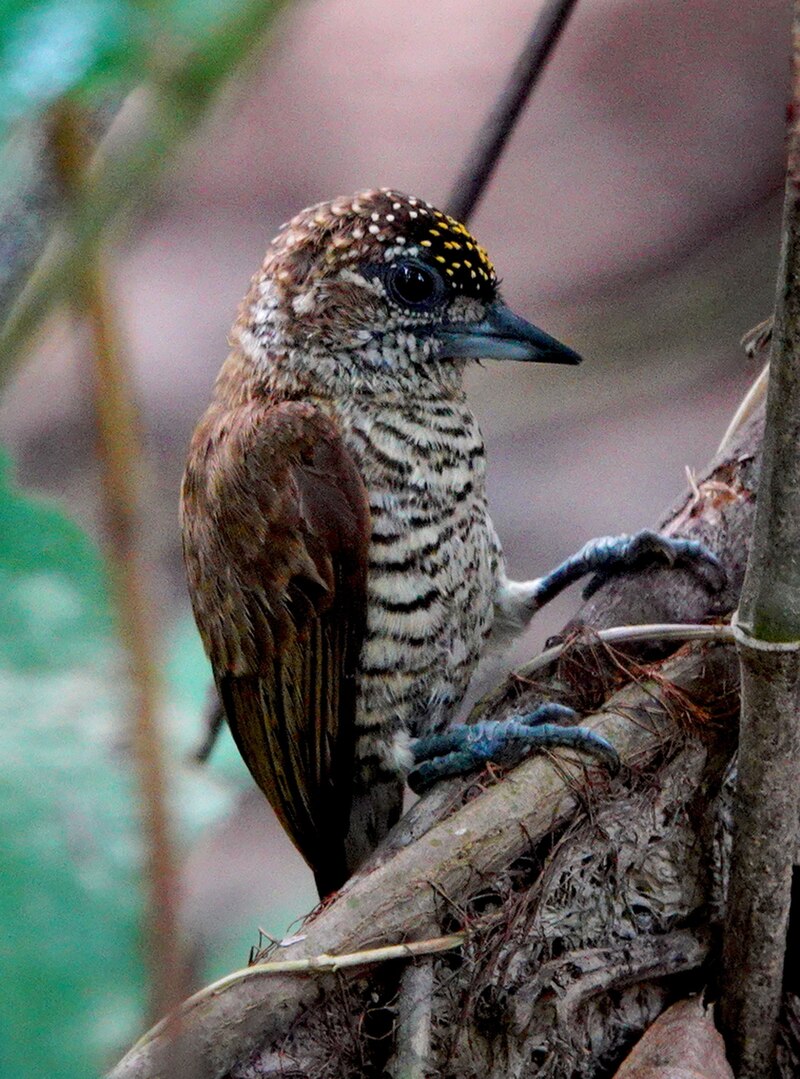 Orinoco Piculet (Picumnus pumilus) photo