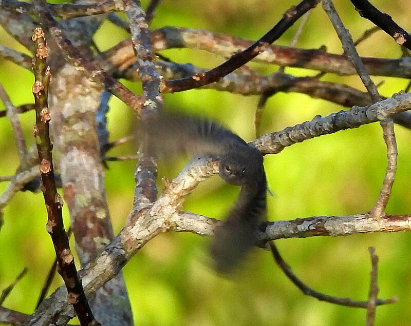 Klages's Gnatcatcher (Polioptila paraensis) photo
