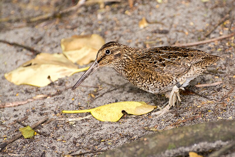 Snares Snipe (Coenocorypha huegeli) photo