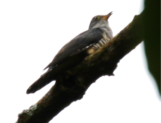 Sunda Cuckoo (Cuculus lepidus) photo