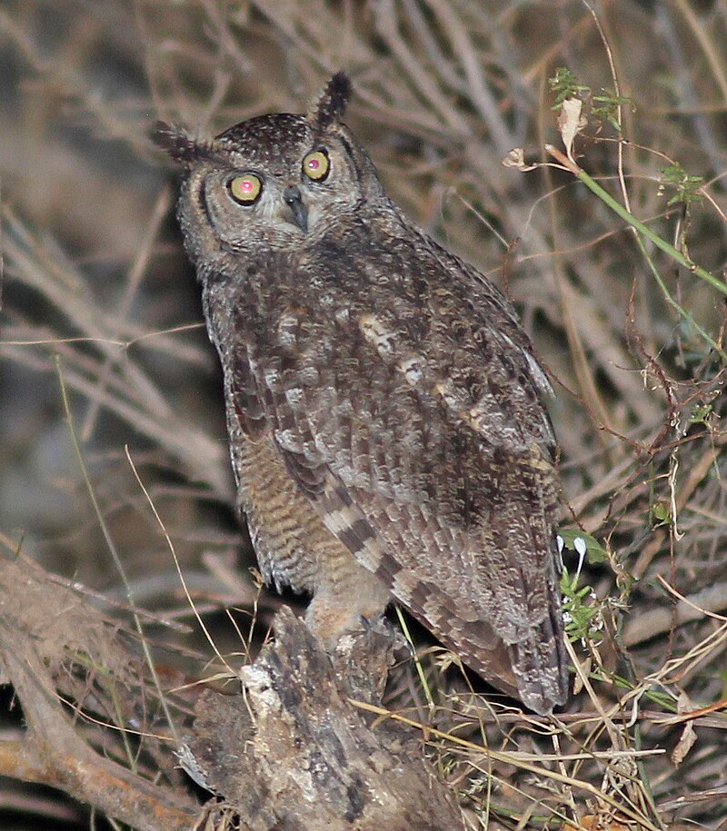 Arabian Eagle-Owl (Bubo milesi) photo