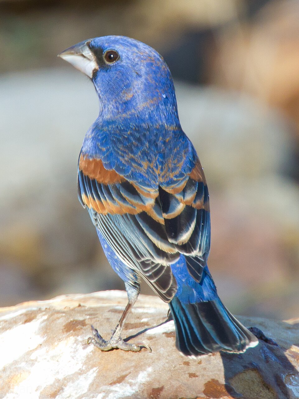 Blue Grosbeak (Passerina caerulea)