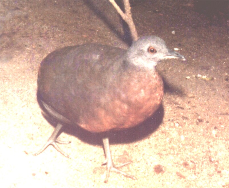 Brown Tinamou (Crypturellus obsoletus) photo