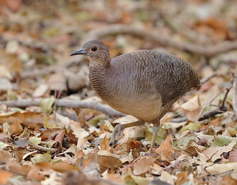 Undulated Tinamou (Crypturellus undulatus) photo
