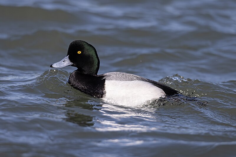 Greater Scaup (Aythya marila) photo