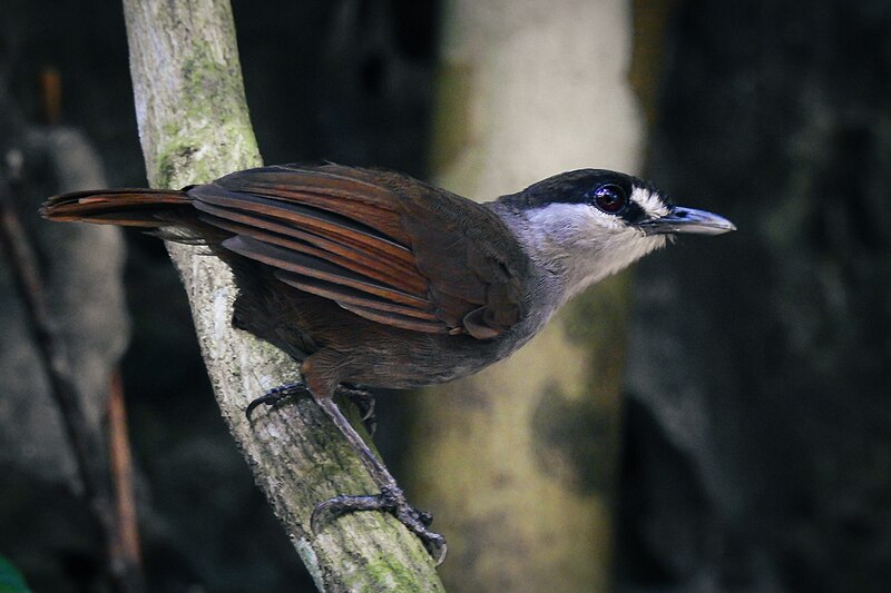 Black-browed Babbler (Malacocincla perspicillata) photo