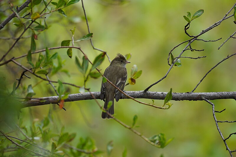 White-crested Elaenia (Elaenia albiceps) photo
