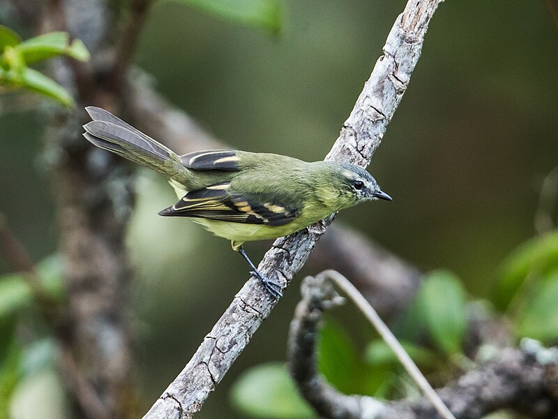 Sulphur-bellied Tyrannulet (Mecocerculus minor) photo