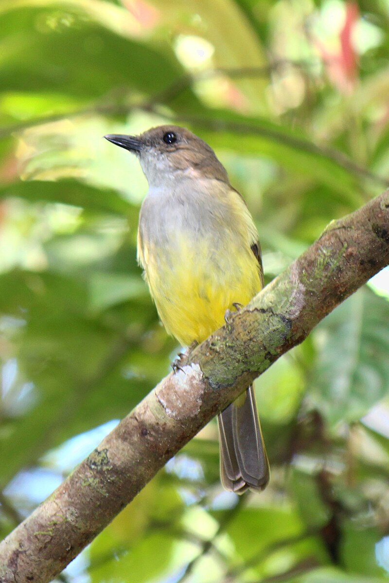 Sulphur-bellied Whistler (Pachycephala sulfuriventer) photo