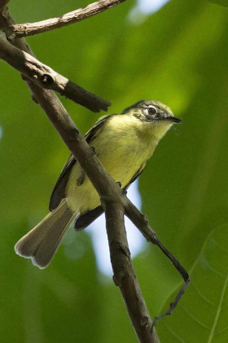 Yellow-green Tyrannulet (Phylloscartes flavovirens) photo