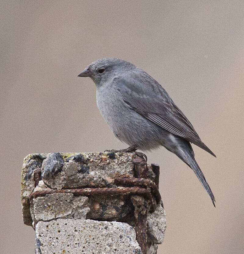 Plumbeous Sierra Finch (Geospizopsis unicolor) photo