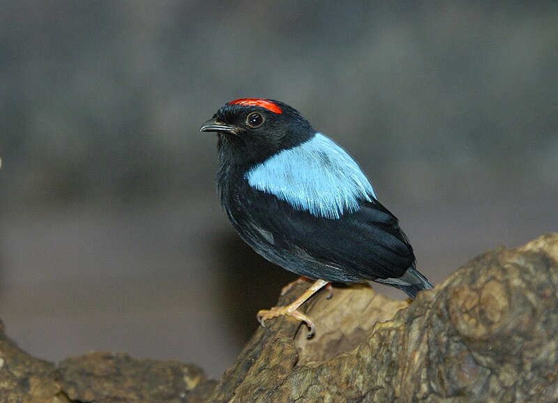Blue-backed Manakin (Chiroxiphia pareola) photo