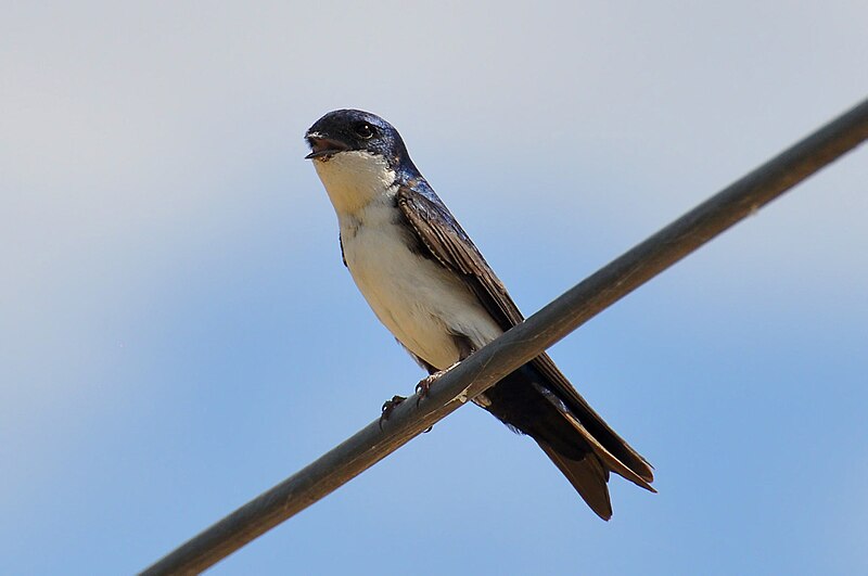 Blue-and-white Swallow (Pygochelidon cyanoleuca) photo