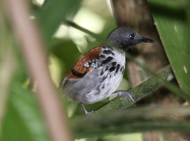Spotted Antbird (Hylophylax naevioides) photo