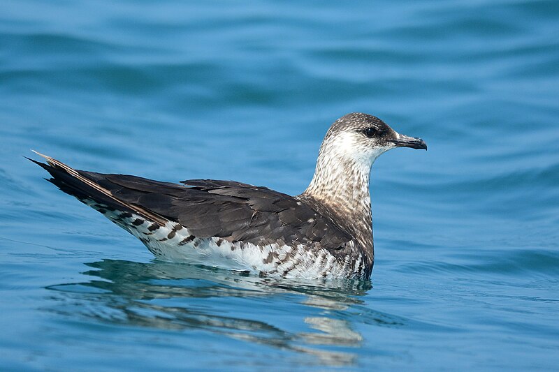 Parasitic Jaeger (Stercorarius parasiticus) photo
