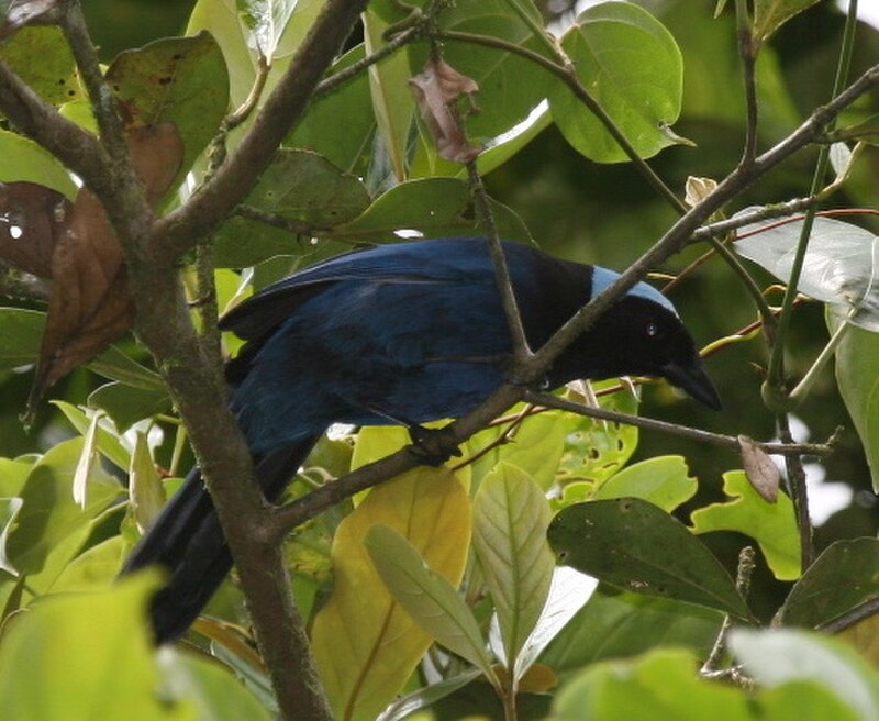 Azure-hooded Jay (Cyanolyca cucullata) photo