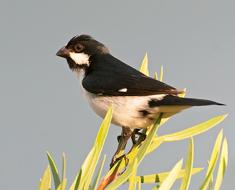 Lined Seedeater (Sporophila lineola) photo
