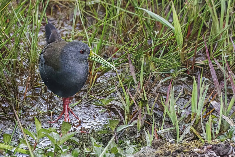 Blackish Rail (Pardirallus nigricans) photo