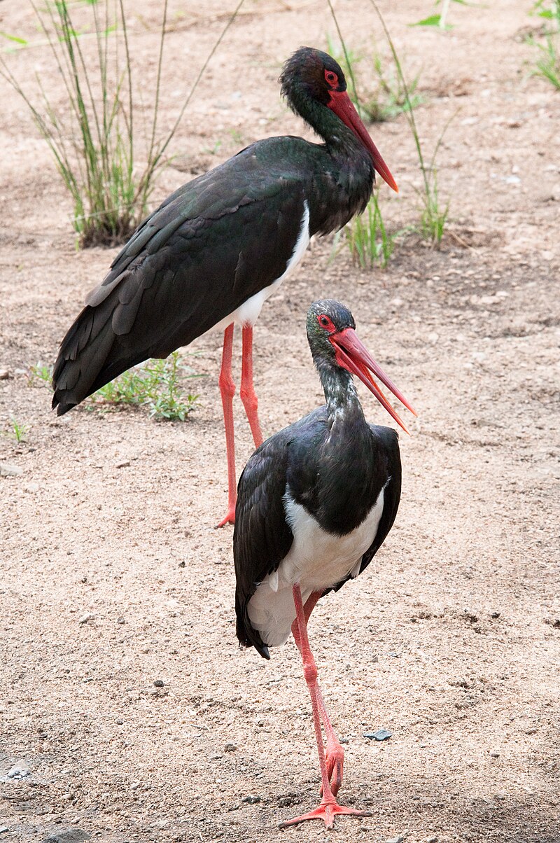 Black Stork (Ciconia nigra) photo