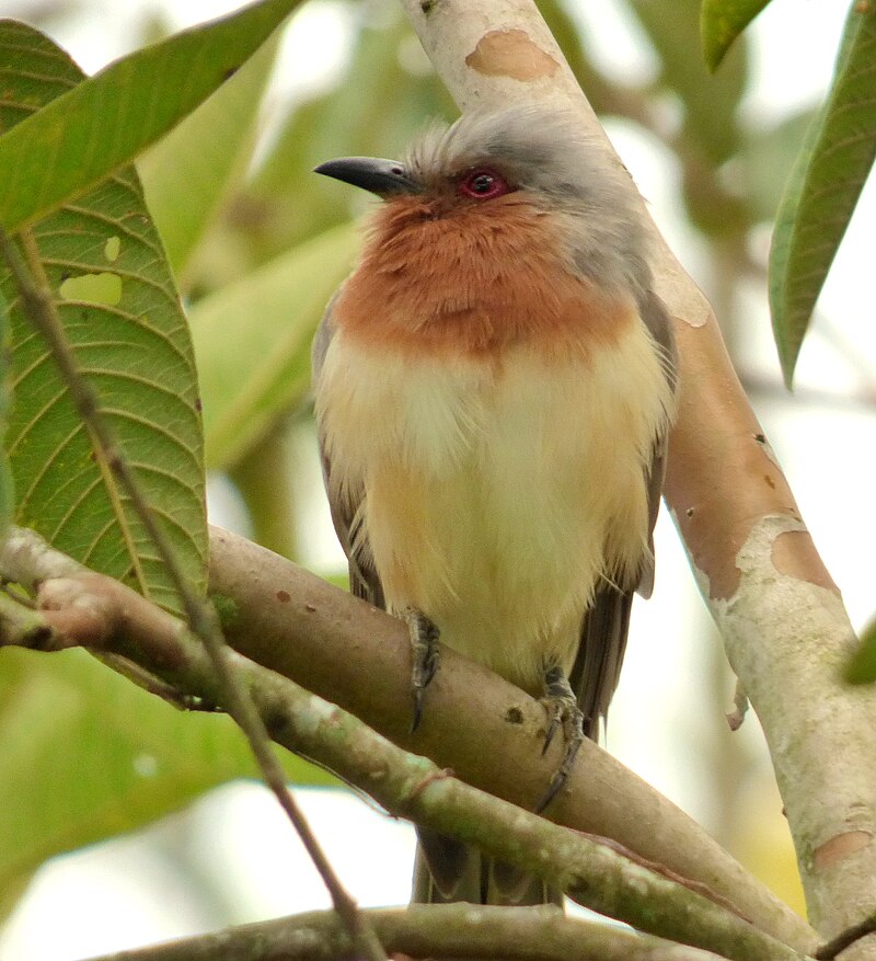 Dwarf Cuckoo (Coccycua pumila) photo