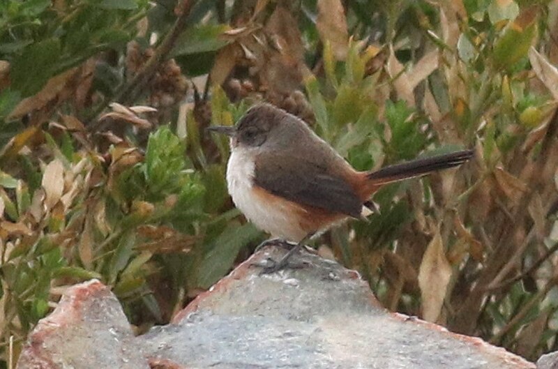 Dark-winged Canastero (Asthenes arequipae) photo