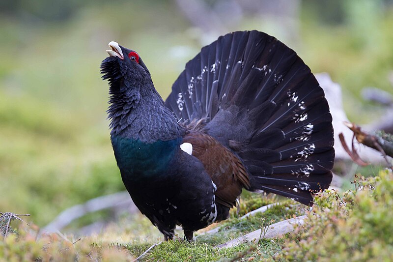 Western Capercaillie (Tetrao urogallus) photo