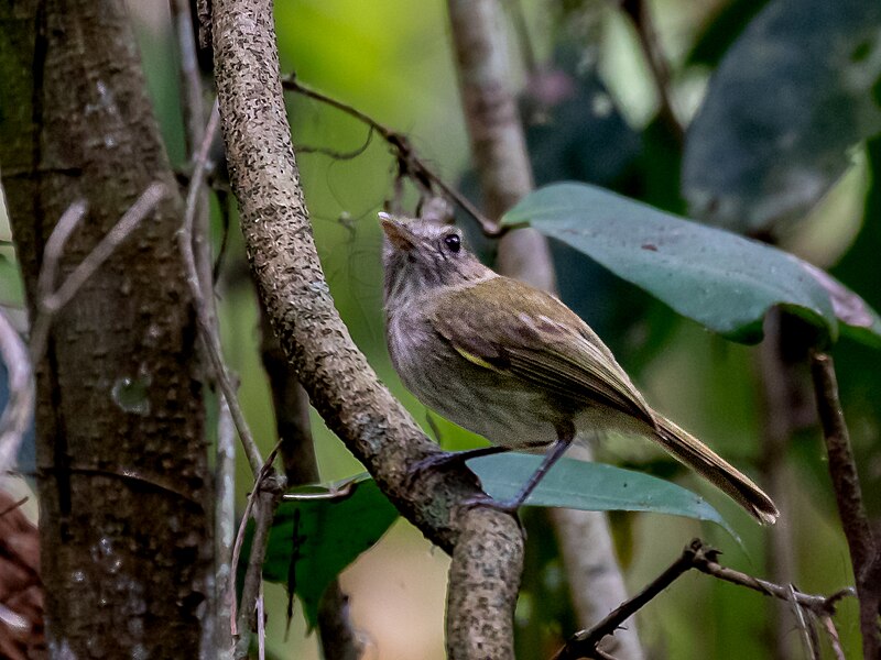Flammulated Pygmy-Tyrant (Hemitriccus flammulatus) photo